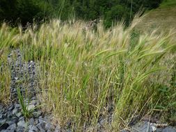 Hordeum murinum L.的圖片