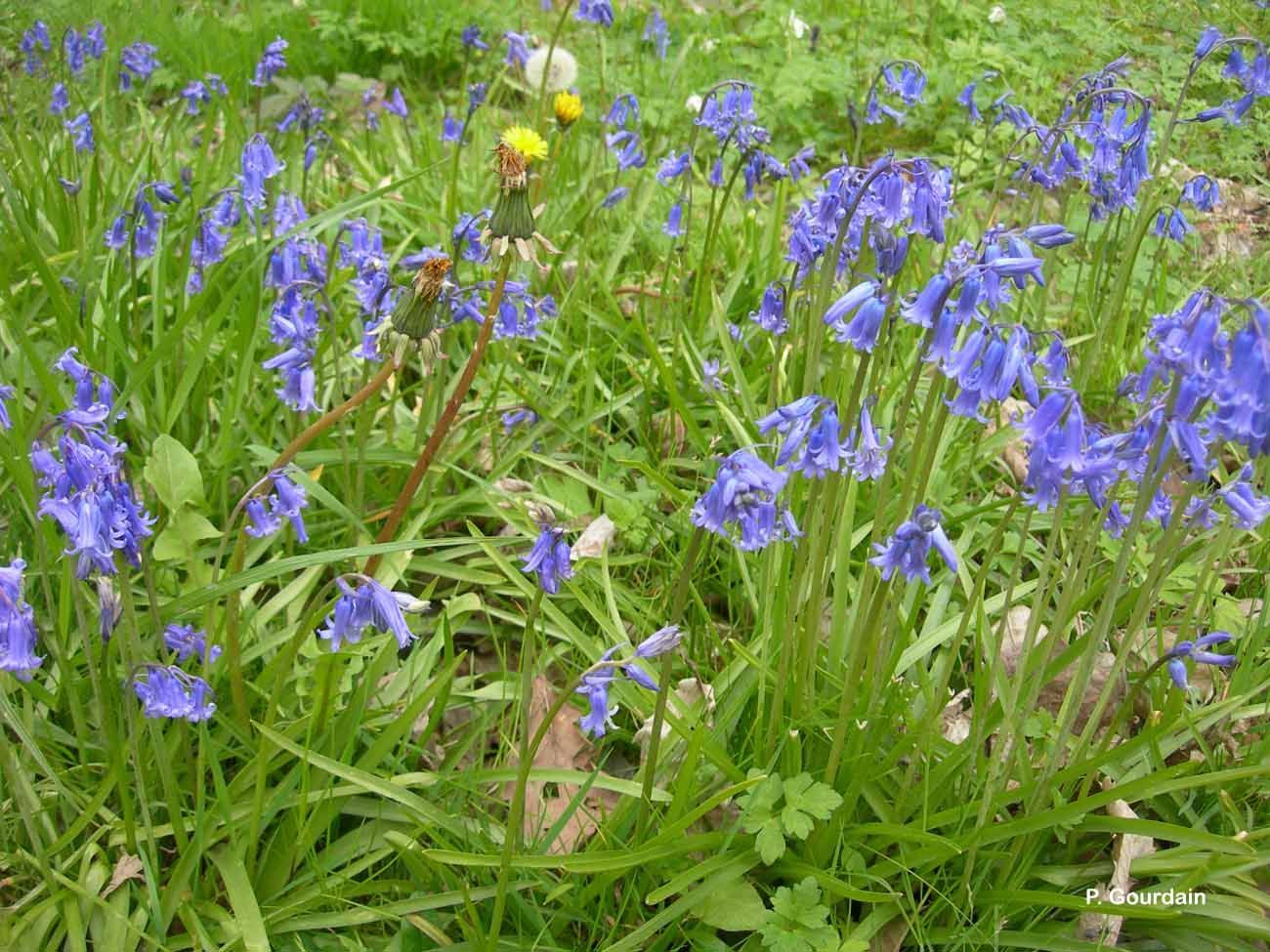 Image de jacinthe des bois