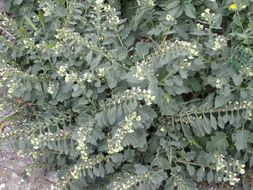 Image of white henbane