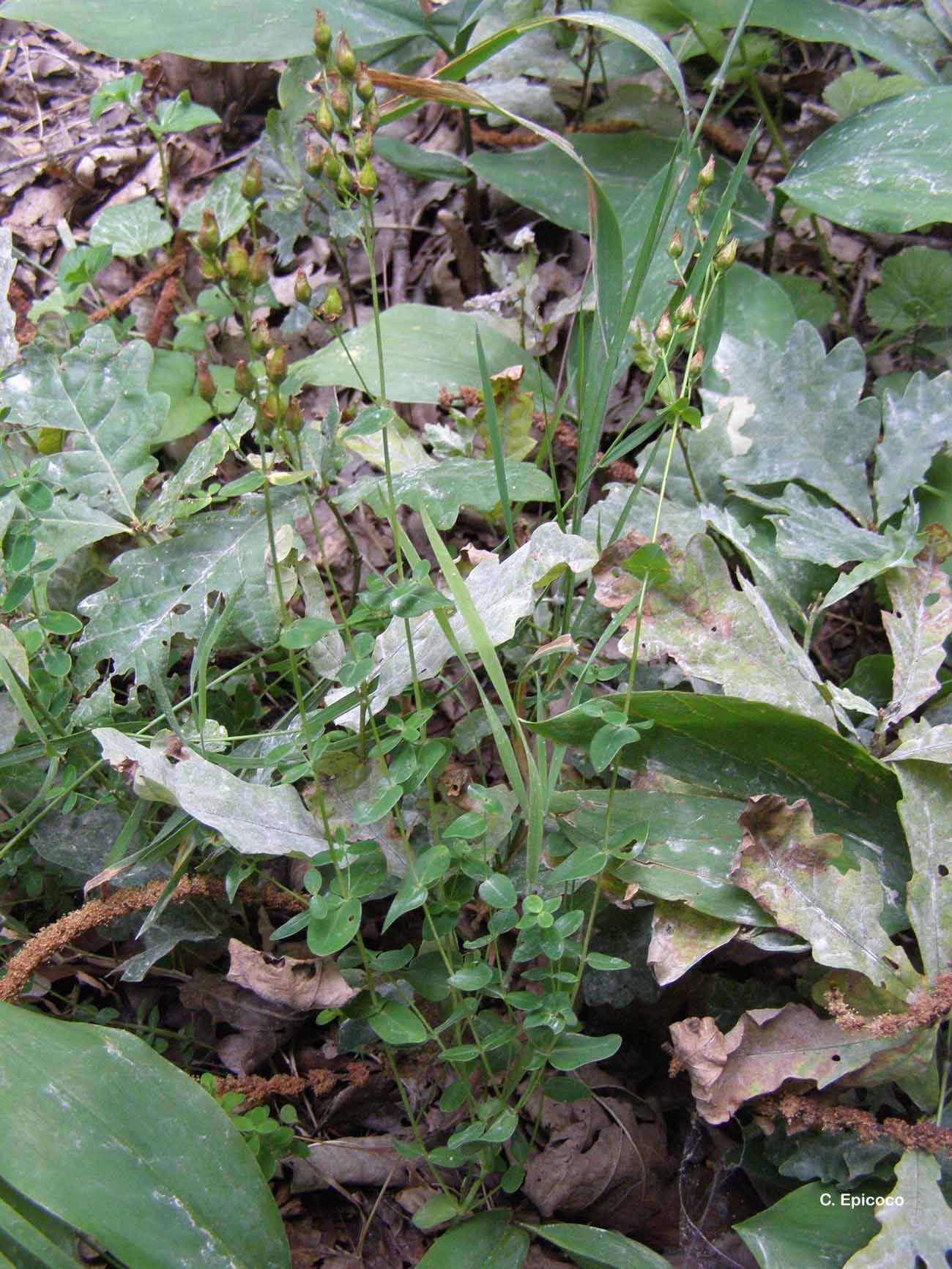 Imagem de Hypericum pulchrum L.