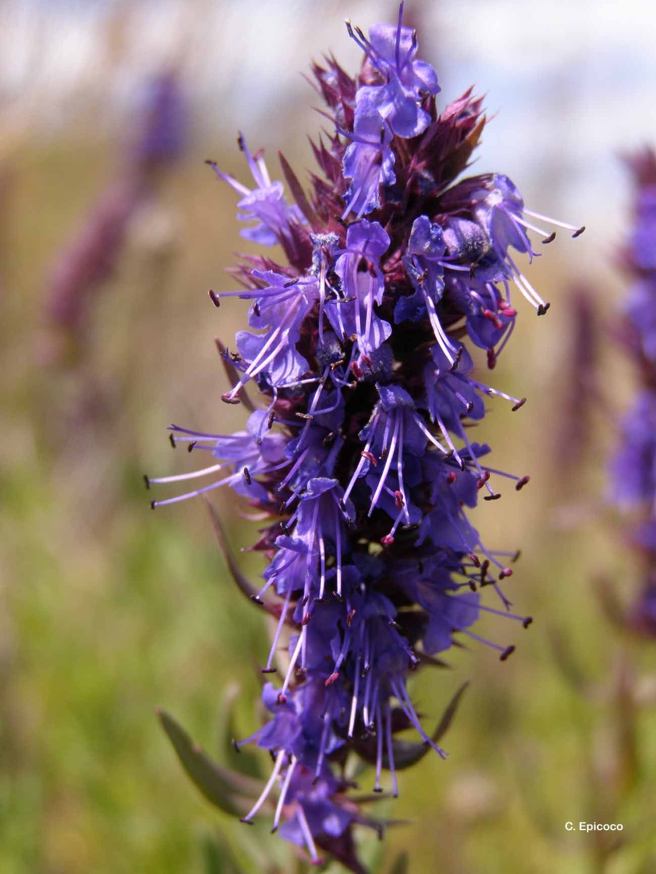 Image of hyssop