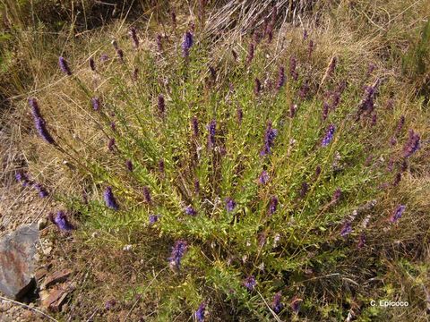 Image of hyssop