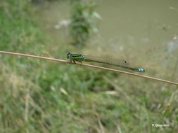 Imagem de Ischnura elegans (Vander Linden 1820)