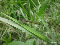 Imagem de Ischnura elegans (Vander Linden 1820)