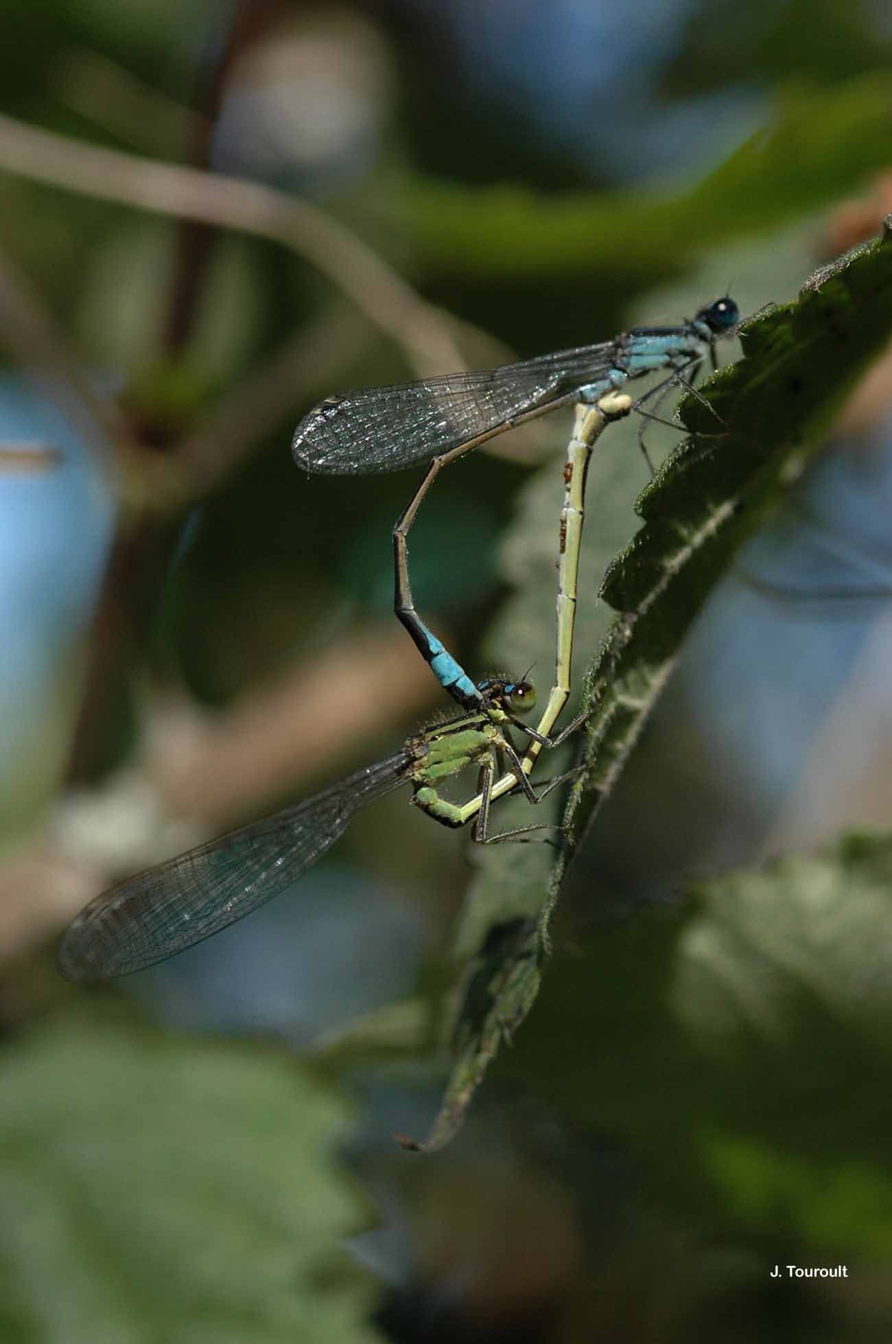 Imagem de Ischnura elegans (Vander Linden 1820)