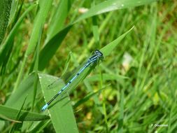 Imagem de Coenagrion puella (Linnaeus 1758)