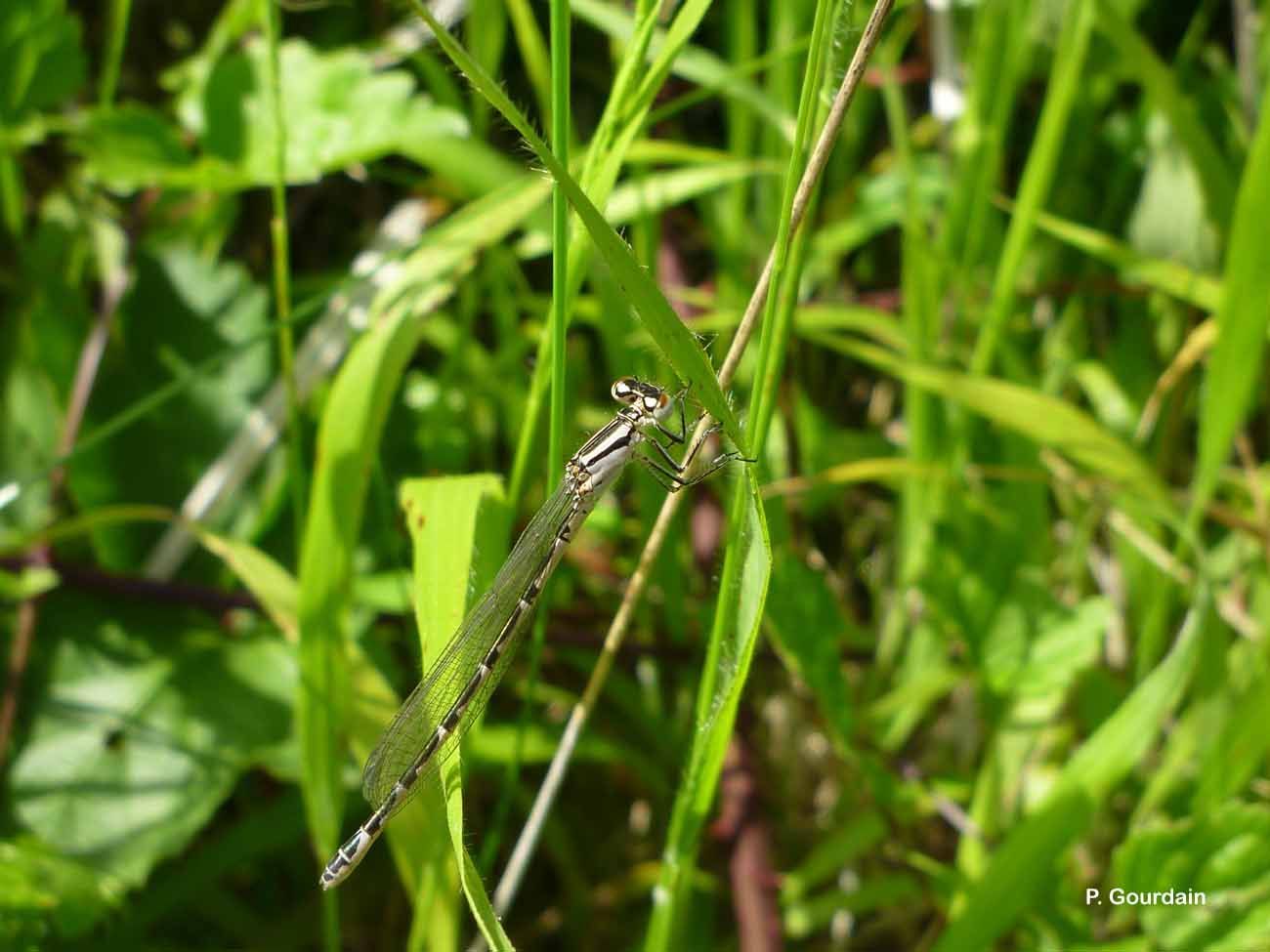 Image of Common Blue Damselfly