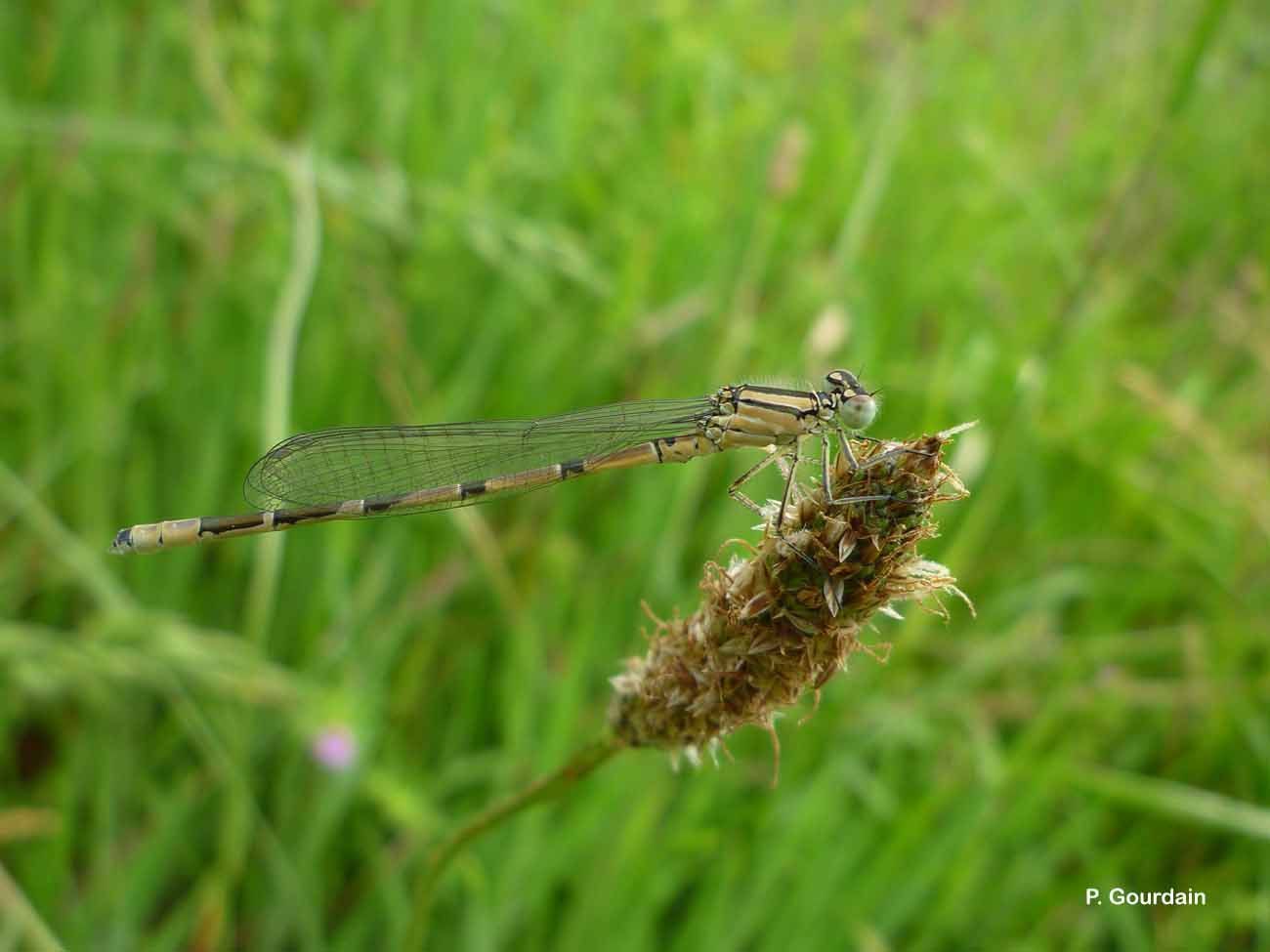 Image of Common Blue Damselfly