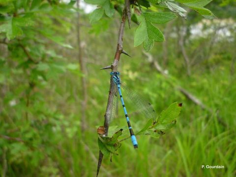 Image of Common Blue Damselfly