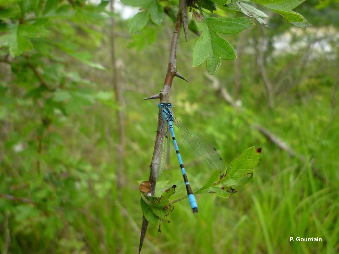 Image of Common Blue Damselfly