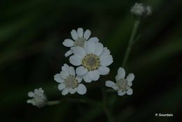 Image of Sneezeweed