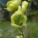 Aconitum anthora L.的圖片