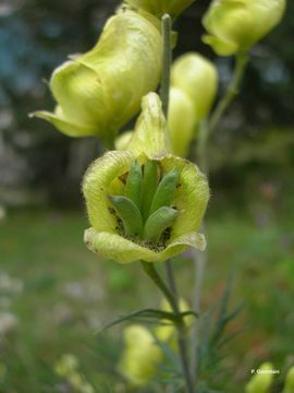 Image of yellow monkshood