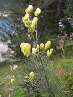 Imagem de Aconitum anthora L.