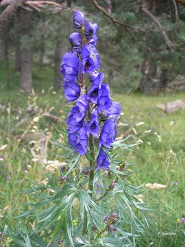 Слика од Aconitum napellus L.