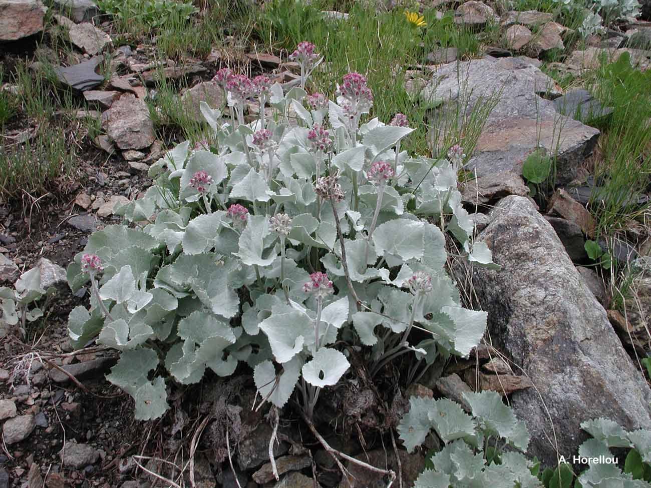 Plancia ëd Adenostyles alpina (L.) Bluff & Fingerh.