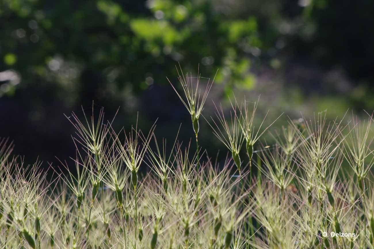 Image de Aegilops geniculata Roth