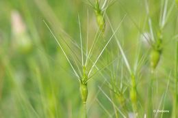 Image de Aegilops geniculata Roth