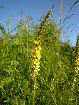 Image of Agrimony