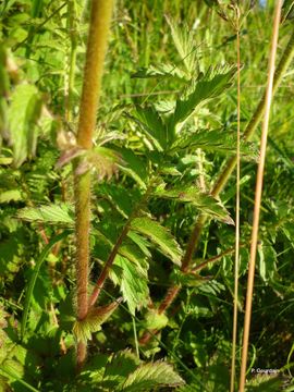 Image of Agrimony