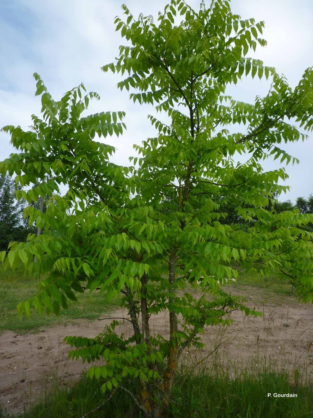 Image of tree-of-heaven