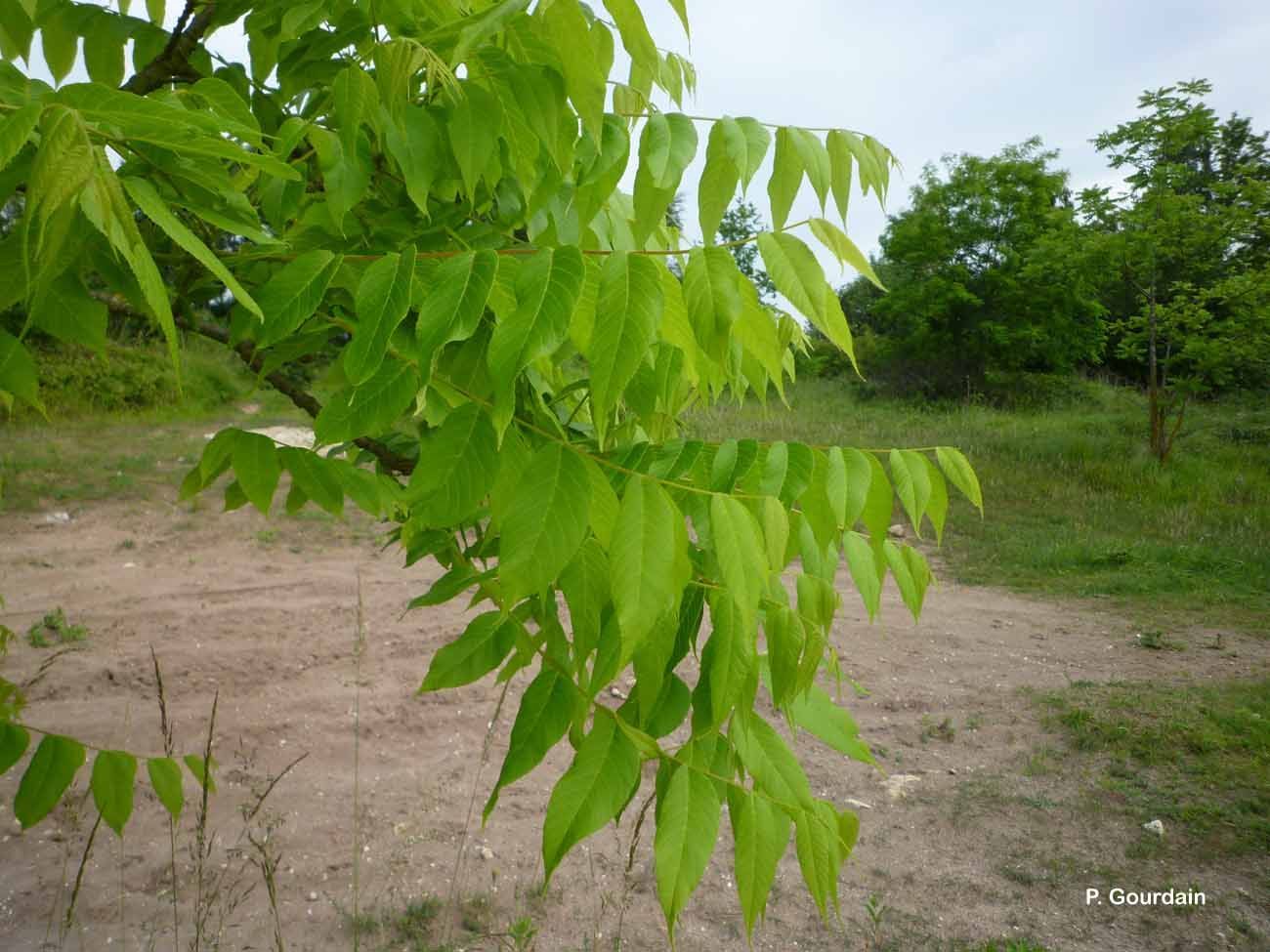 Image of tree-of-heaven