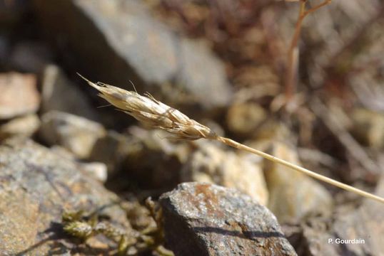 Image of early hair-grass