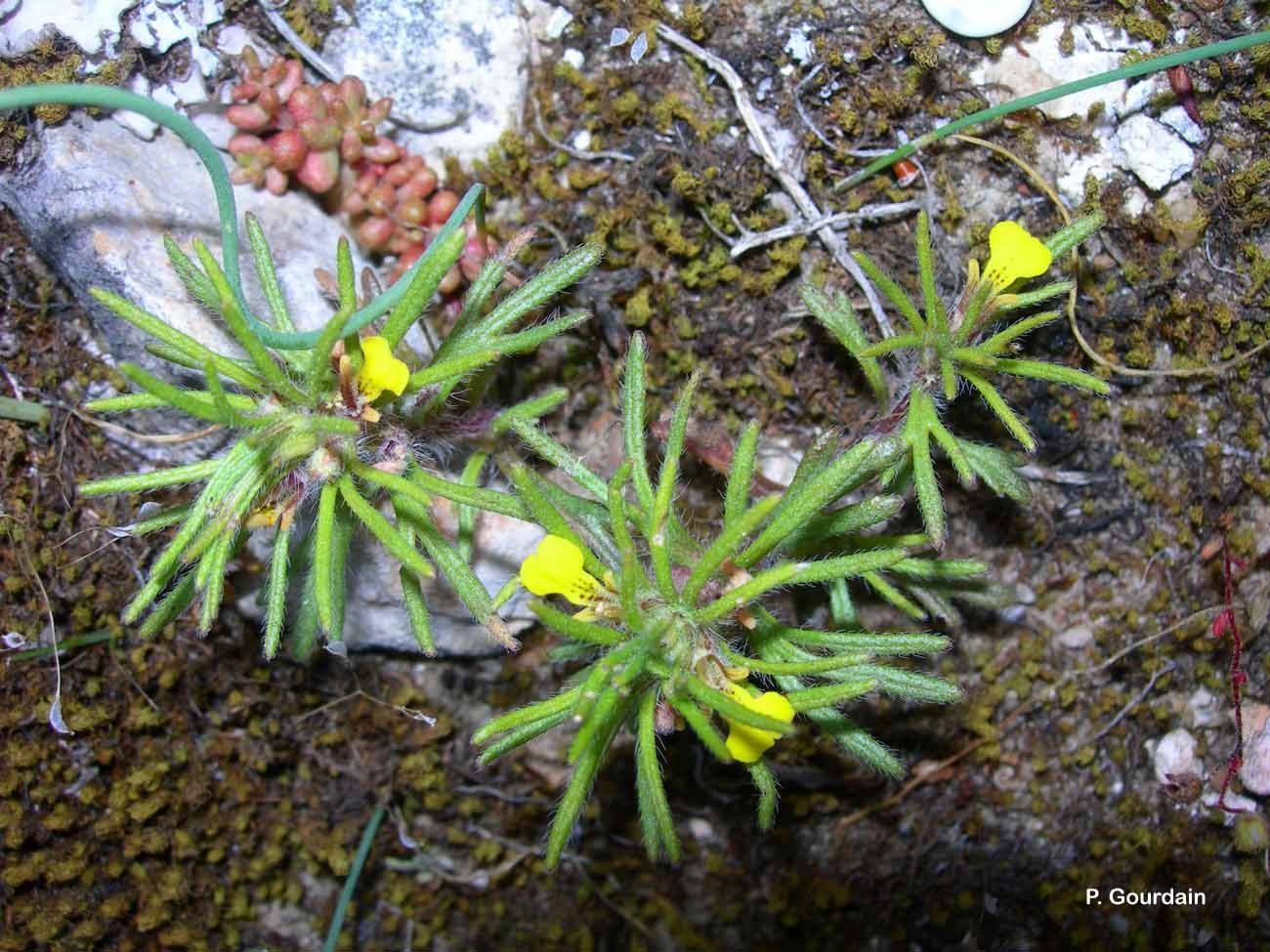 Image of Ground-pine