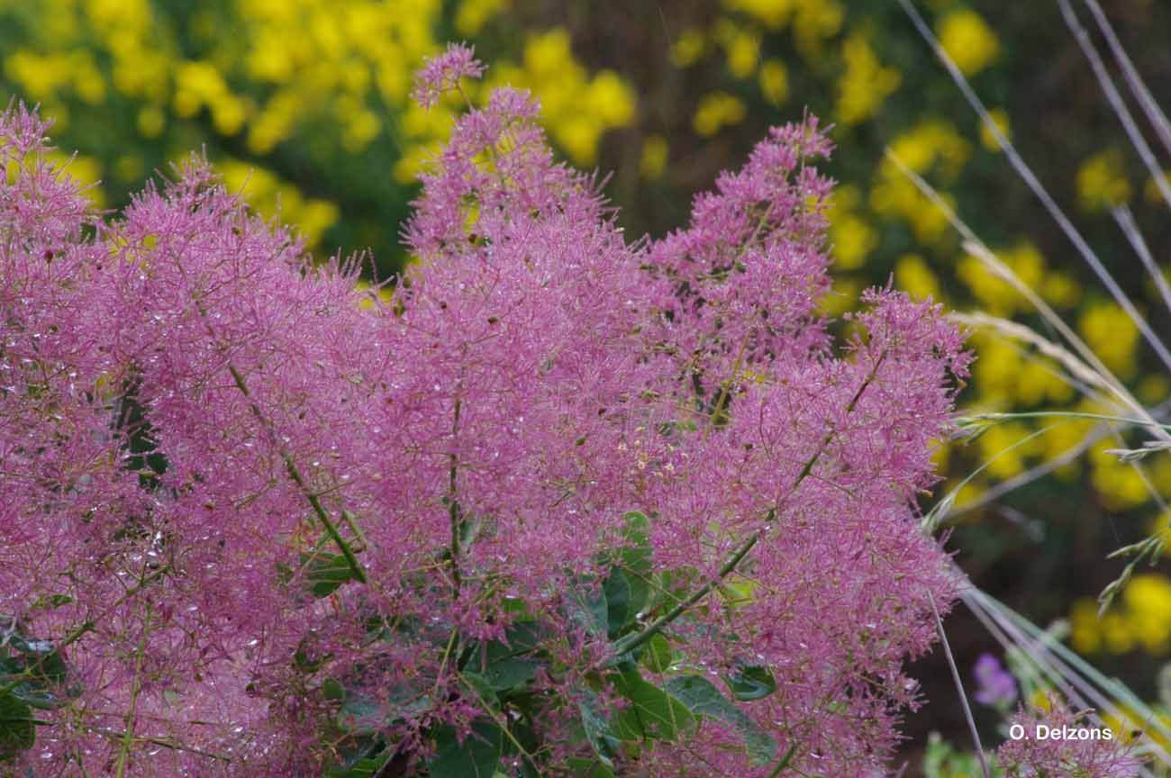 Image of European smoketree