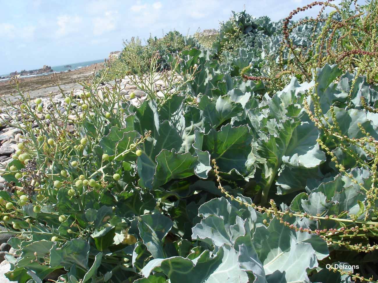 Image of sea kale