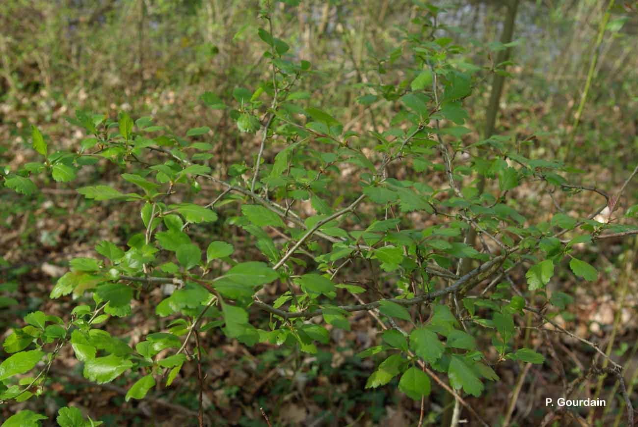 صورة Crataegus laevigata (Poir.) DC.