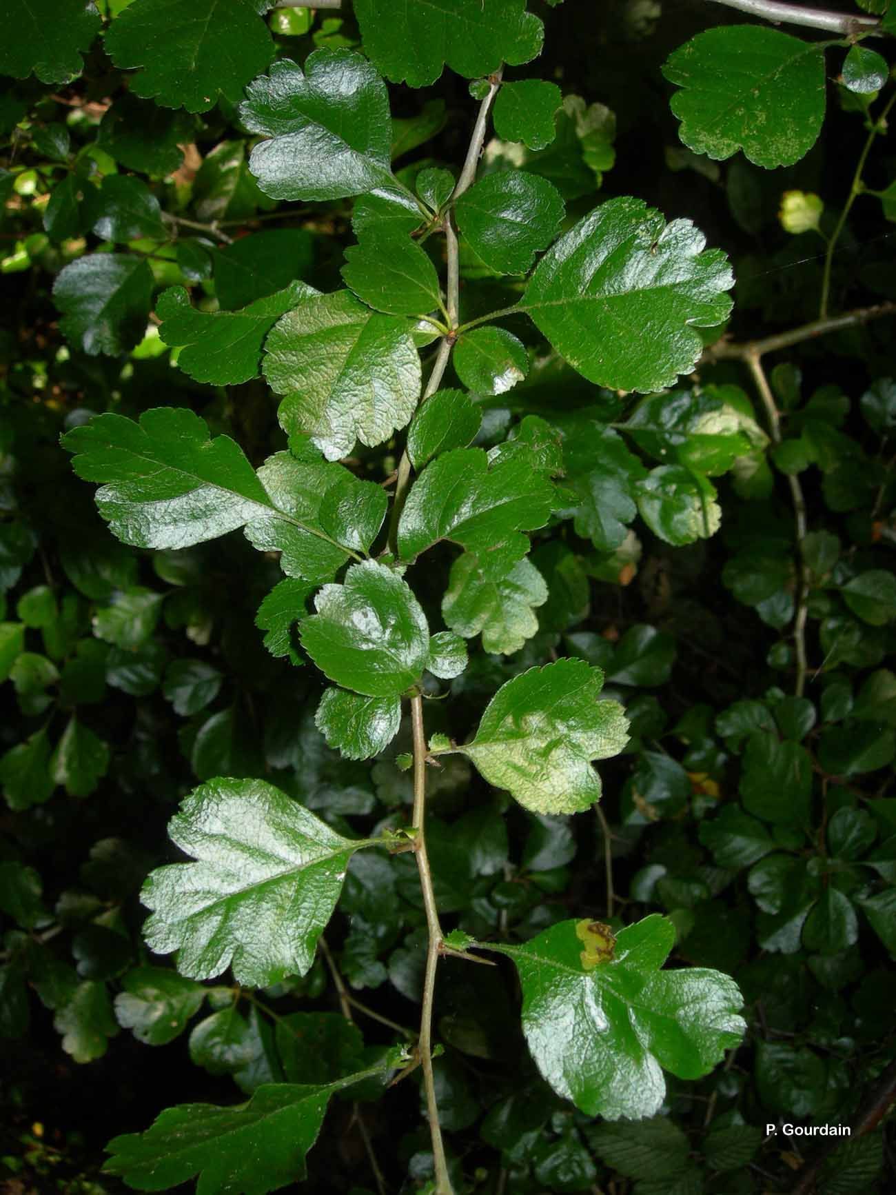 صورة Crataegus laevigata (Poir.) DC.