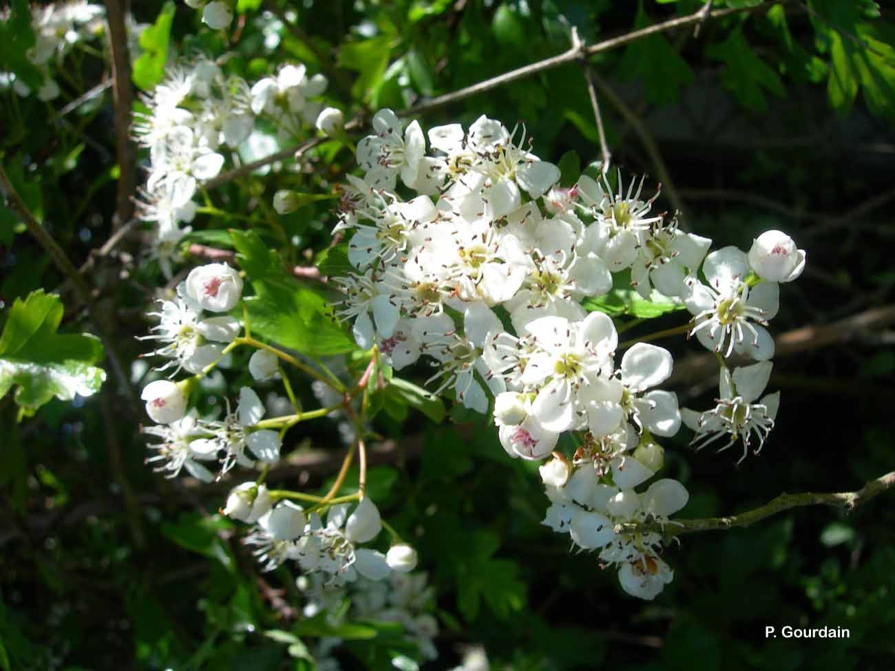 Image of Common Hawthorn