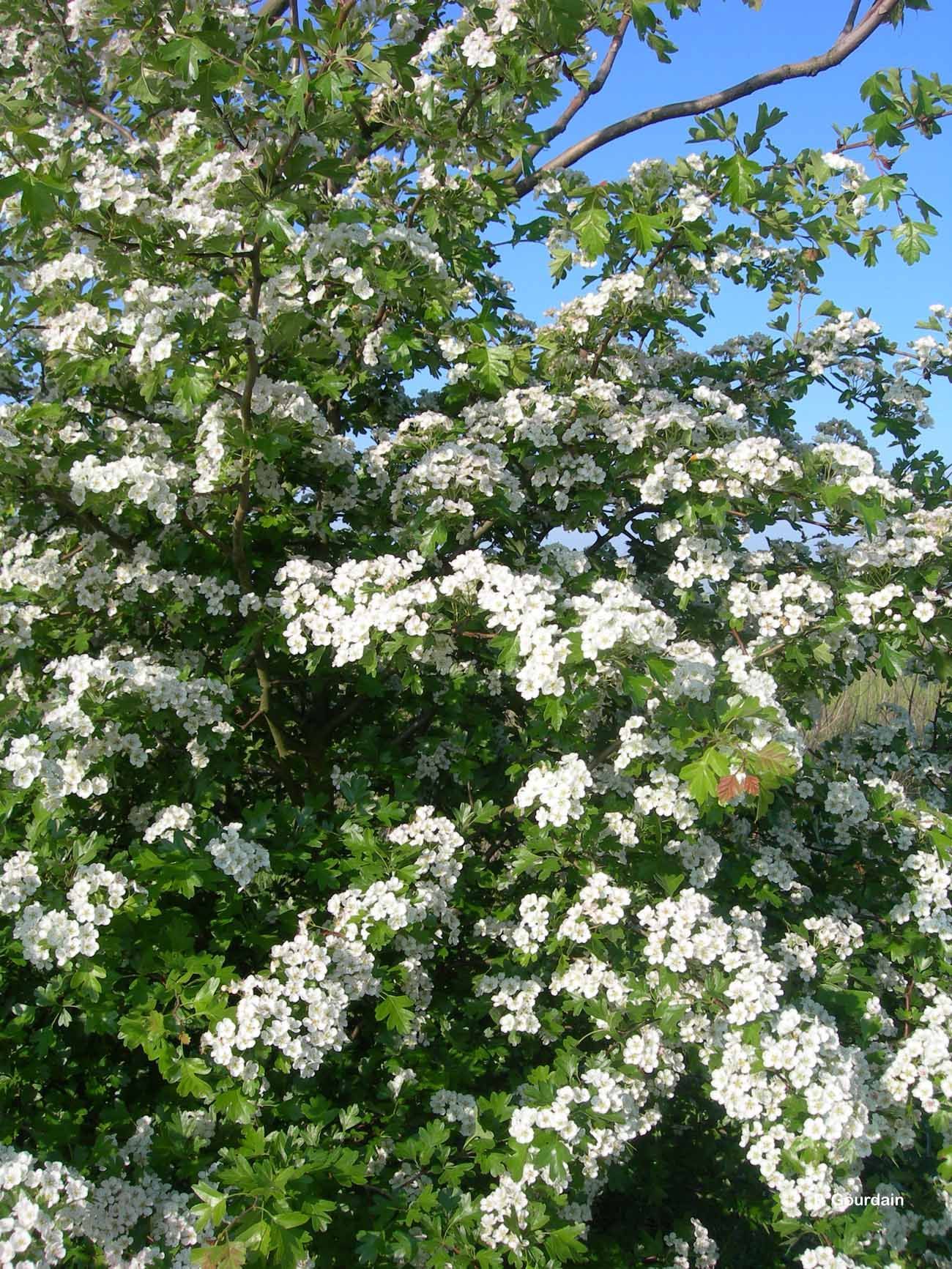 Image of Common Hawthorn