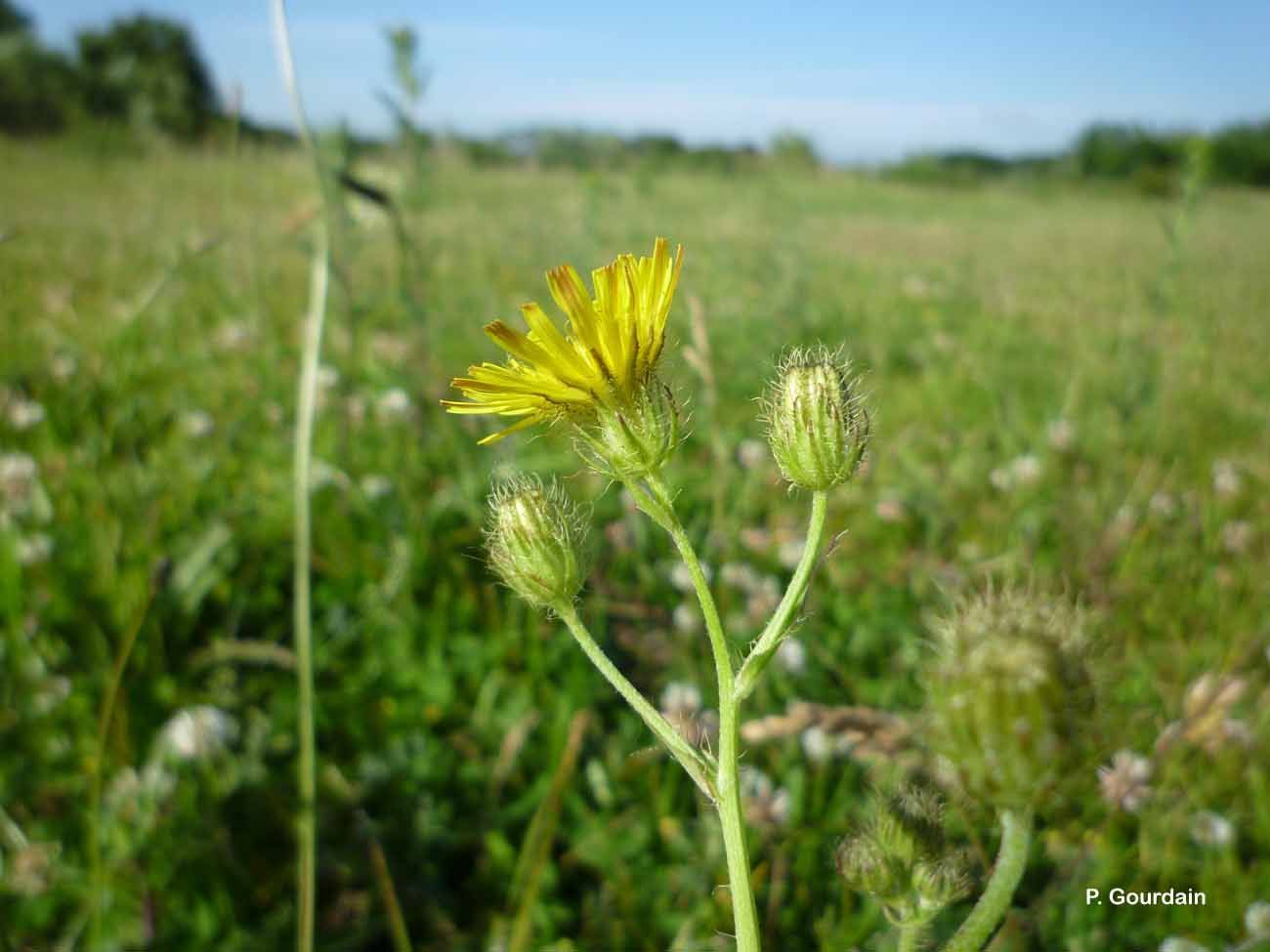 Image of bristly hawksbeard