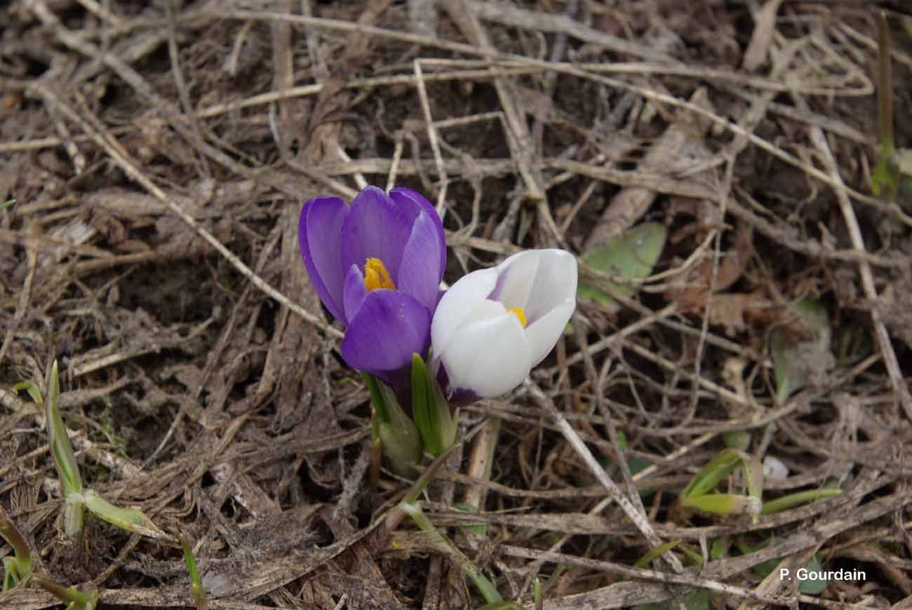 Image of dutch crocus, spring crocus
