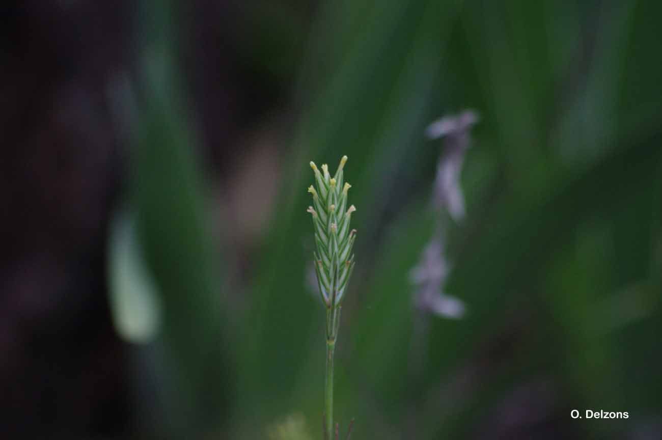 Sivun Crucianella angustifolia L. kuva