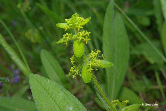 Imagem de Cruciata laevipes Opiz