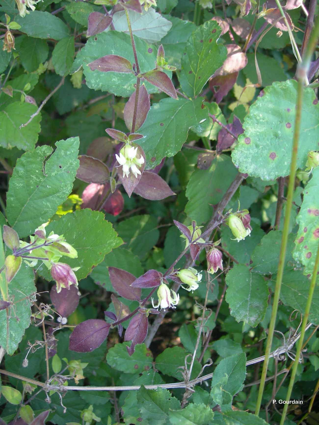 Imagem de Silene baccifera (L.) Roth