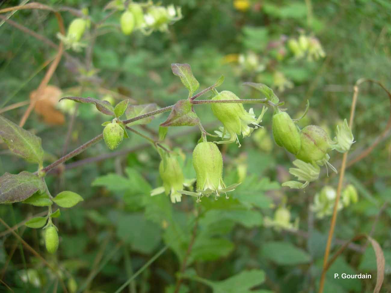 Слика од Silene baccifera (L.) Roth