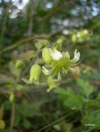 Imagem de Silene baccifera (L.) Roth