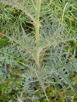 Image of cardoon