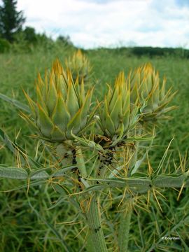 Image of cardoon