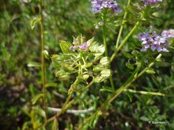 Plancia ëd Iberis amara L.