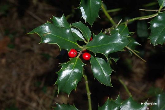 Image of English holly