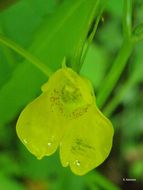 Image of Jewelweed