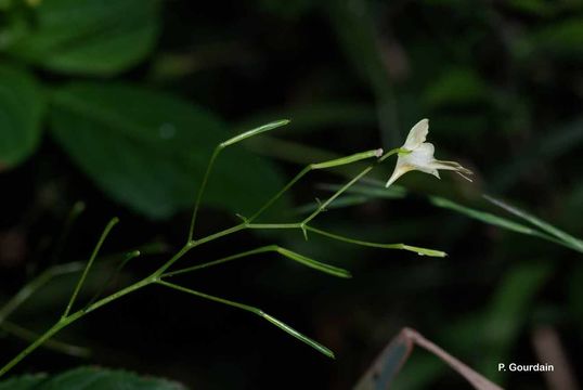 Image of small balsam