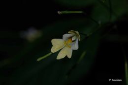 Image of small balsam