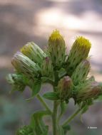 Image of <i>Inula conyza</i> (Griess.) DC.