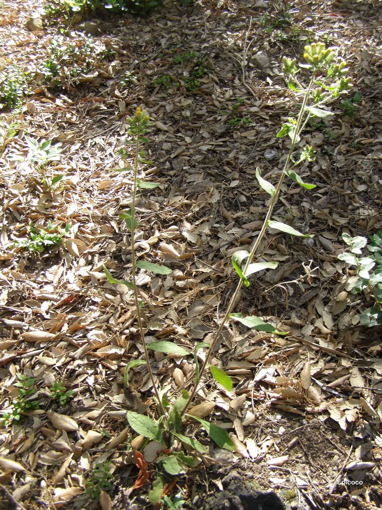 Image of <i>Inula conyza</i> (Griess.) DC.